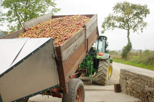 Pommes en Mayenne